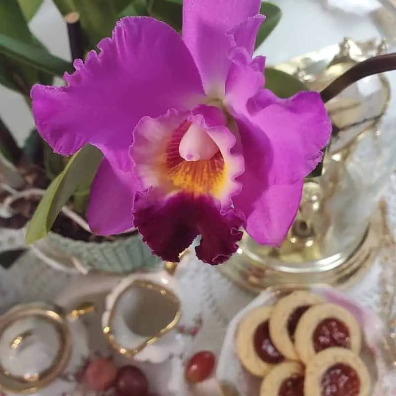 Cattleya Orchid