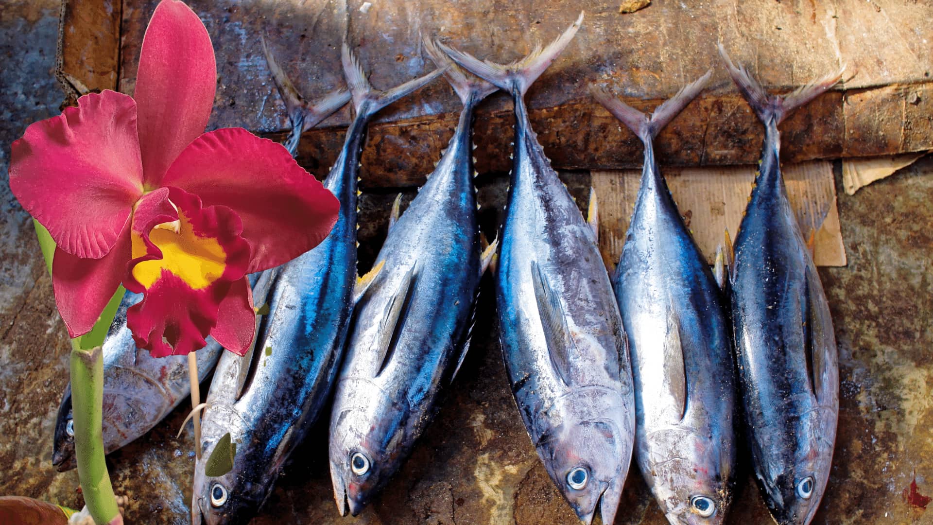 Fish Emulsion for Orchids 3 Reasons Why it Works Orchideria