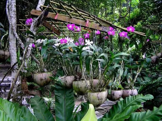 Orchids in Coconuts