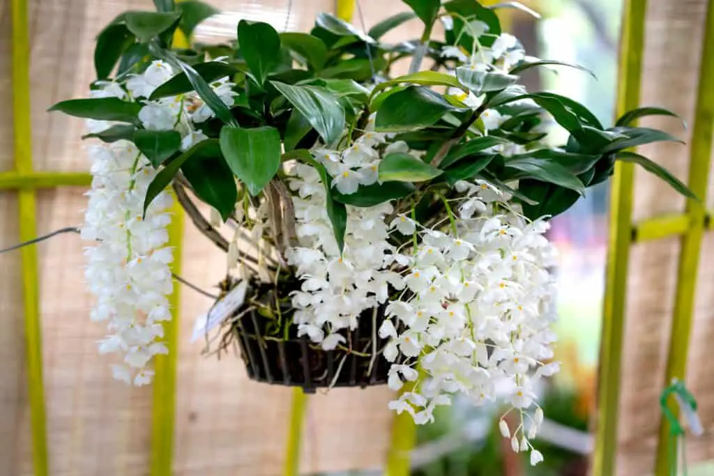 Photo of an Orchid in a Hanging Basket