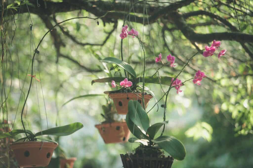 Terracota pots with Hanging Orchids