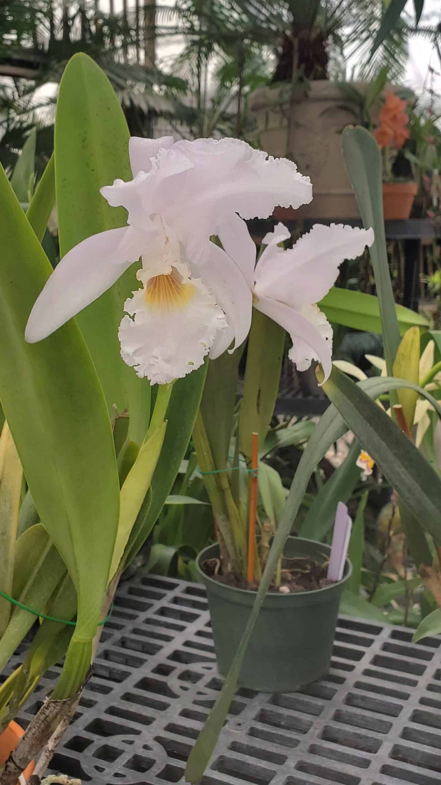 Cattleya Orchid in A greenhouse