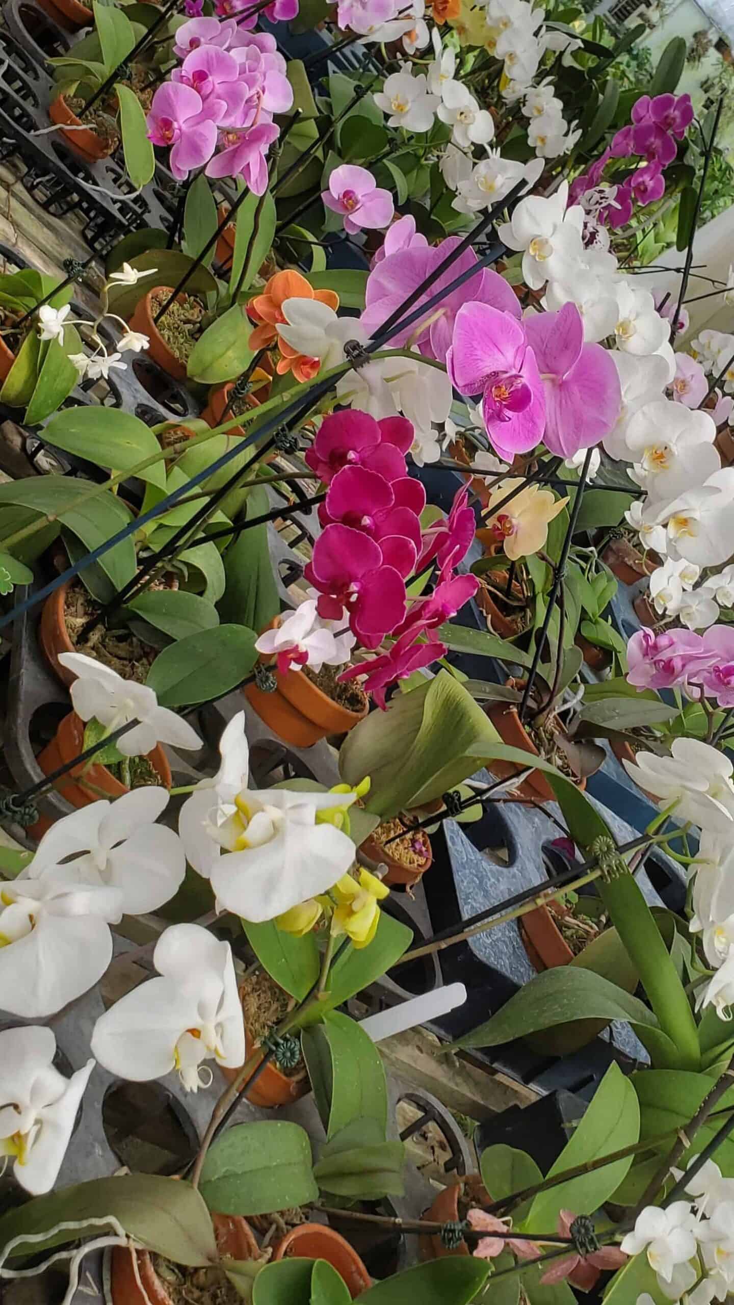 Orchid greenhouse