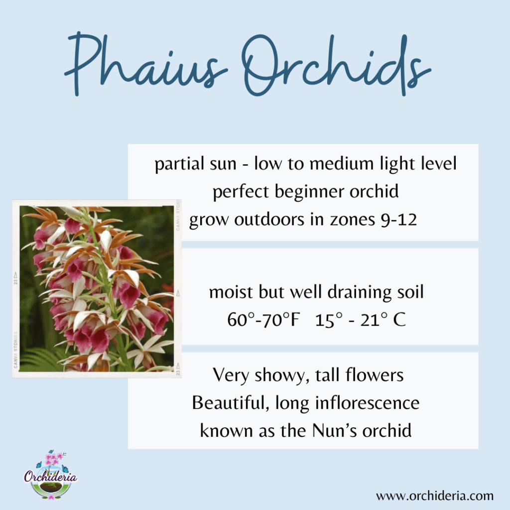 Phaius Orchid Infographic with care guide and instructions for Phaius orchid culture