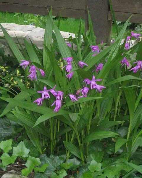 Bletilla Orchid Image Credit: vmarioplata (Pinterest)