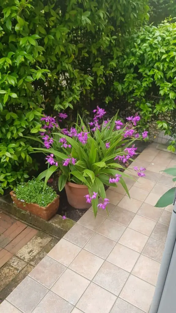 Bletilla Orchid in a pot