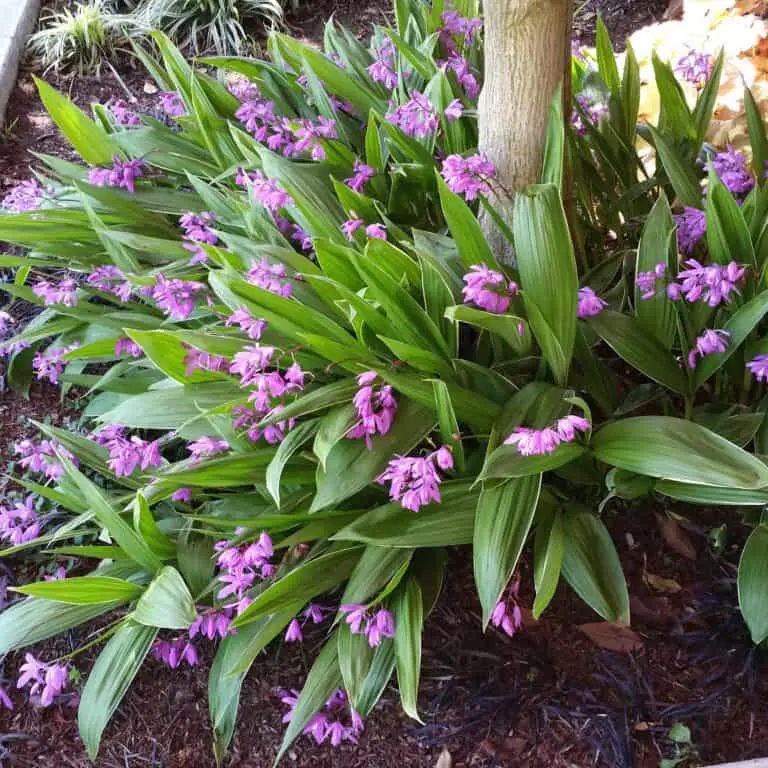 Bletilla Orchids: Everything You Need To Know – Orchideria