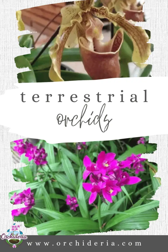 Terrestrial Orchids Answers, Curiosities, and Questions Orchideria