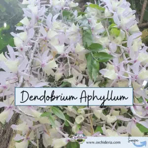 Dendrobriumn aphyllum